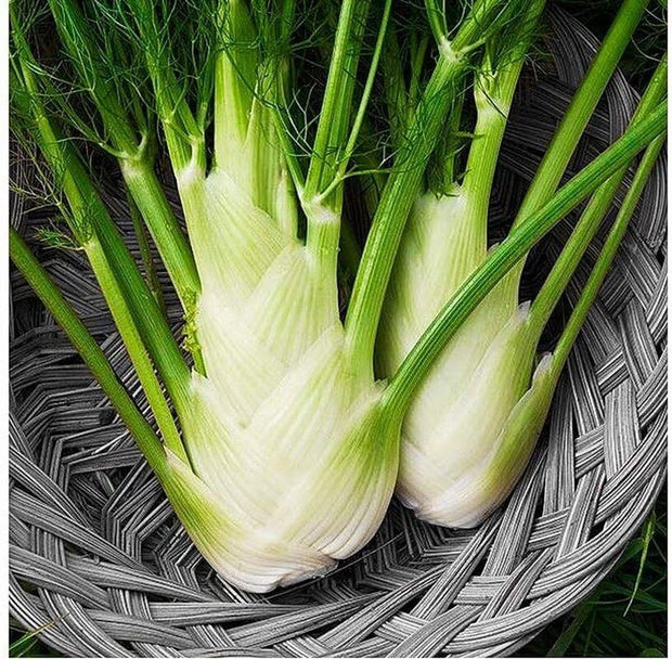 Fennel Florence - 200 Seeds - Non - Gmo Heirloom - South Mountain Nursery