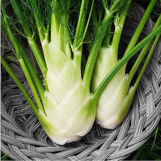 Fennel Florence - 200 Seeds - Non - Gmo Heirloom - South Mountain Nursery
