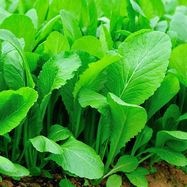 Florida Broadleaf Mustard Seeds - Fast Growing Green Vegetables Seeds - Heirloom Ci B Xanh Seed - Small GAI Choi - South Mountain Nursery