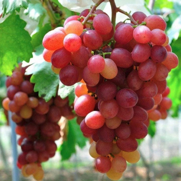 Giant Red Globe Heirloom Grape Seeds - Non GMO - Sweet Fruit - South Mountain Nursery