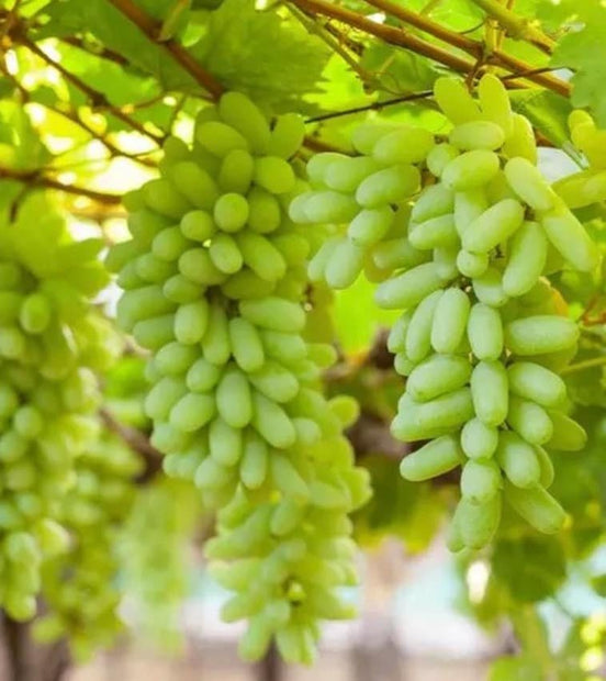 Green Finger Grape Heirloom Seeds - Vitus Vinifera - Non GMO - Tasty Sweet Fruit - South Mountain Nursery