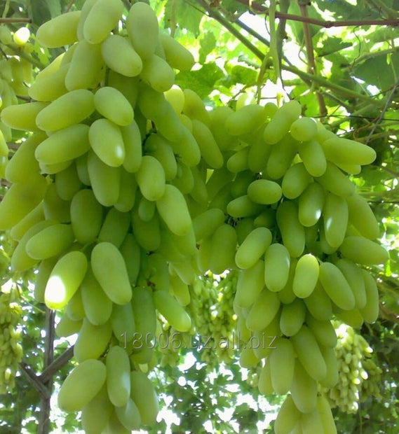 Green Finger Grape Heirloom Seeds - Vitus Vinifera - Non GMO - Tasty Sweet Fruit - South Mountain Nursery