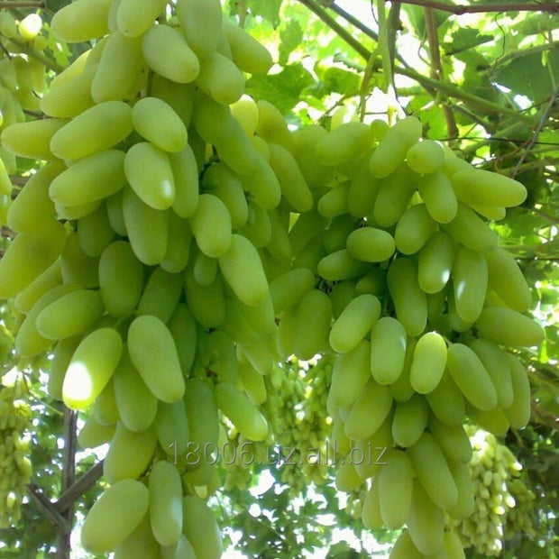 Green Finger Grape Heirloom Seeds - Vitus Vinifera - Non GMO - Tasty Sweet Fruit - South Mountain Nursery