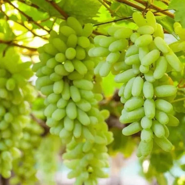 Green Finger Grape Heirloom Seeds - Vitus Vinifera - Non GMO - Tasty Sweet Fruit - South Mountain Nursery