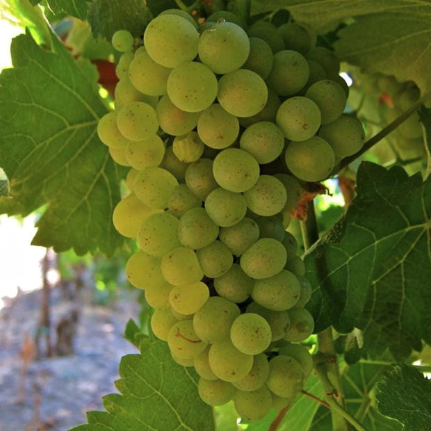Green Heirloom Grape Seeds - Non GMO - Sweet Fruit - South Mountain Nursery
