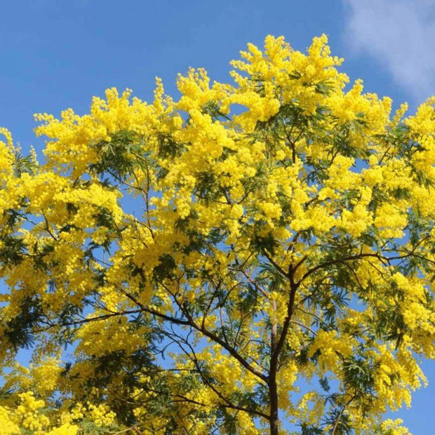 Hawaiian Mimosa Seeds - Tropical Tree - South Mountain Nursery