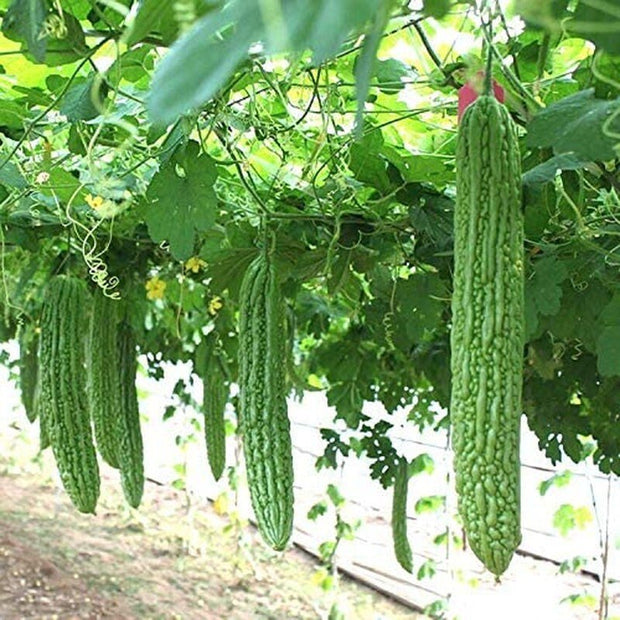 Heirloom Vegetable Green Balsam Pear Bitter Melon - 40 Seeds - South Mountain Nursery