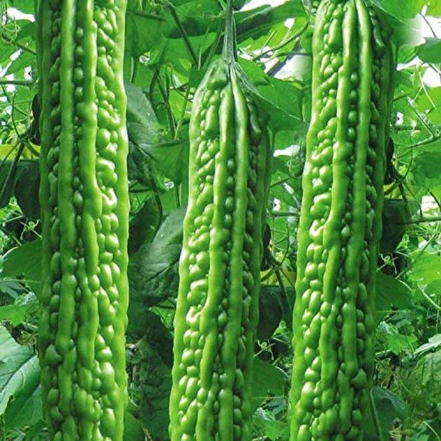 Heirloom Vegetable Green Balsam Pear Bitter Melon - 40 Seeds - South Mountain Nursery