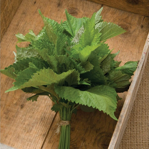 Herb Shiso Green - 200 Seeds - Non - Gmo Heirloom - South Mountain Nursery