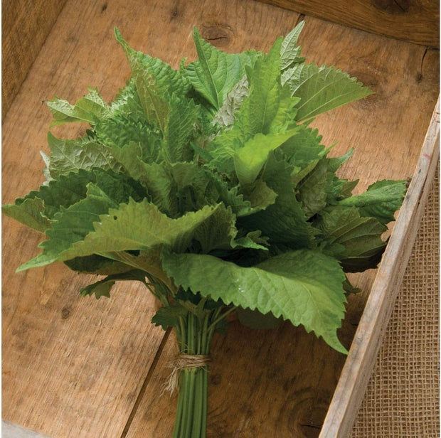Herb Shiso Green - 200 Seeds - Non - Gmo Heirloom - South Mountain Nursery