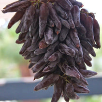 Cotton Candy - Heirloom Rare Deep Black Purple Finger Grape Seeds - Vitus Vinifera - Sweet Fruit