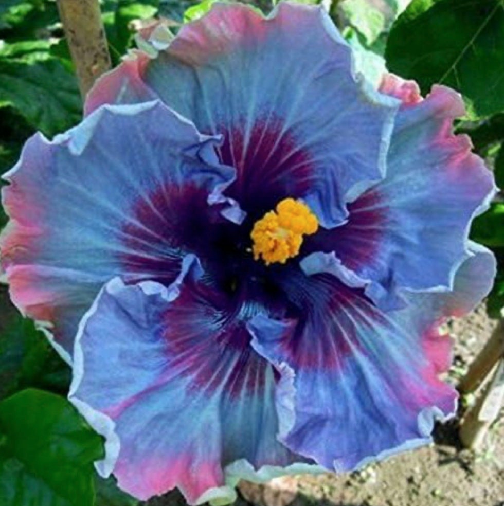 Fairy Dust Hibiscus Seeds - Perennial Flower Seed - Easy to Grow - Huge 10-12 Inch Flowers