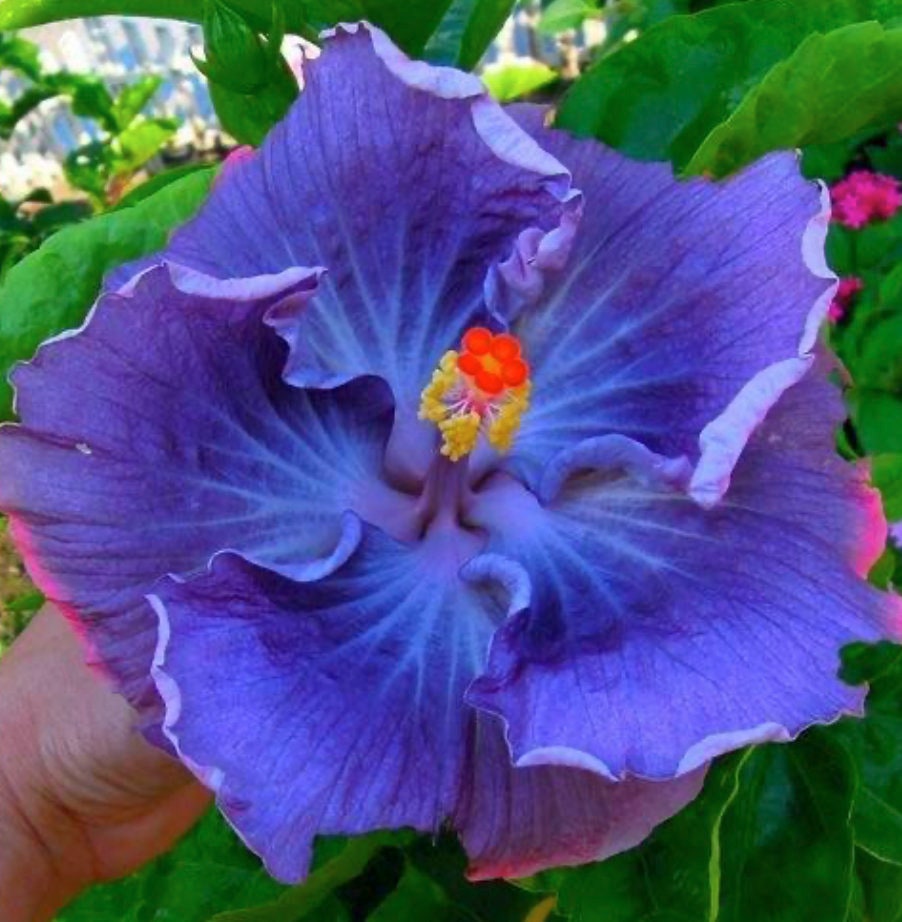 Fairy Dust Hibiscus Seeds - Perennial Flower Seed - Easy to Grow - Huge 10-12 Inch Flowers