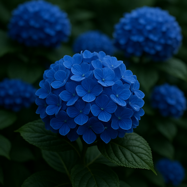 Dark Blue Hydrangea Seeds - Beautiful Attractive Showy and Hardy Perennial Flowers