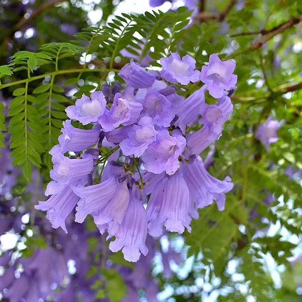 Jacaranda Mimosifolia - 100 Seeds - South Mountain Nursery