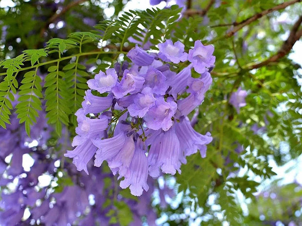 Jacaranda Mimosifolia - 100 Seeds - South Mountain Nursery