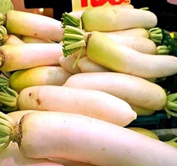 Japanese Daikon - 1000 Seeds - Daikon Radish Seeds - Japanese Radish - Non - Gmo - South Mountain Nursery