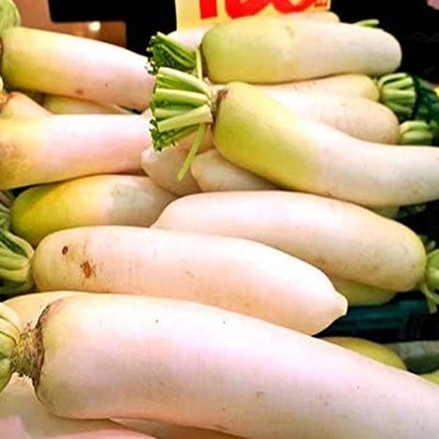 Japanese Daikon - 1000 Seeds - Daikon Radish Seeds - Japanese Radish - Non - Gmo - South Mountain Nursery
