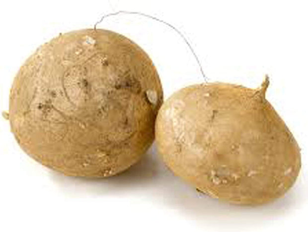 Jicama Root Seeds - 20 Large Seeds - South Mountain Nursery