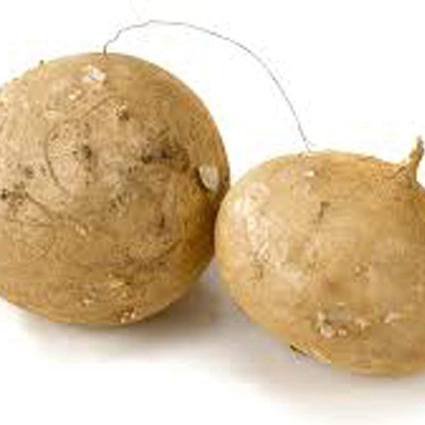 Jicama Root Seeds - 20 Large Seeds - South Mountain Nursery