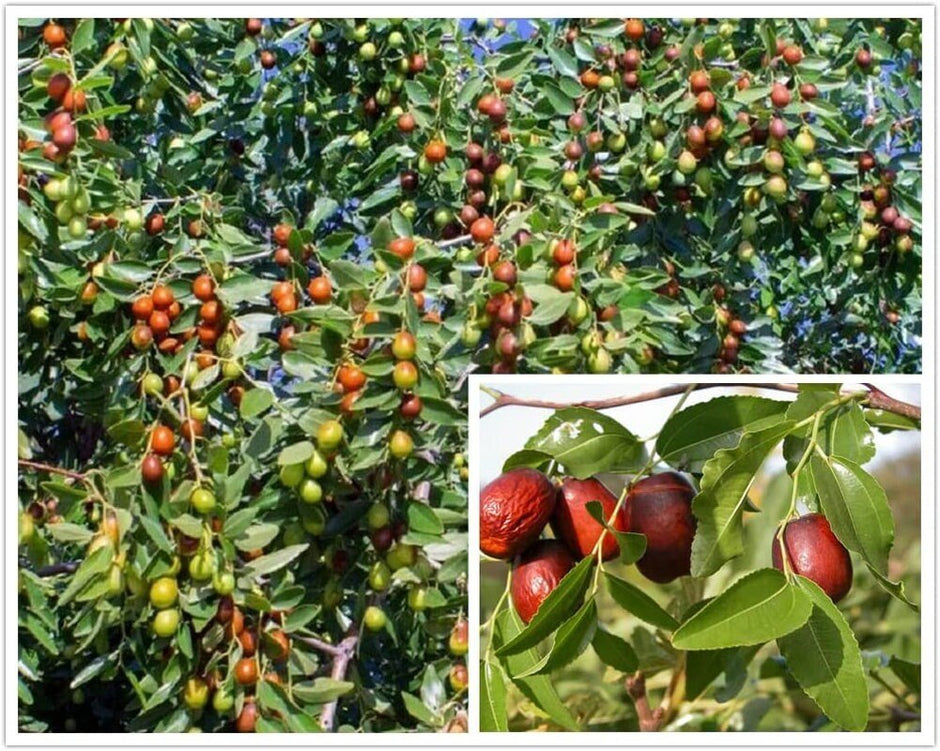 Jujube - 10 Seeds - Ziziphus Jujuba Fruit Tree - South Mountain Nursery
