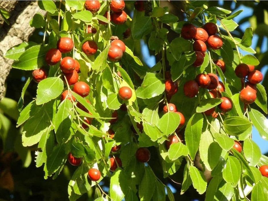 Jujube - 10 Seeds - Ziziphus Jujuba Fruit Tree - South Mountain Nursery