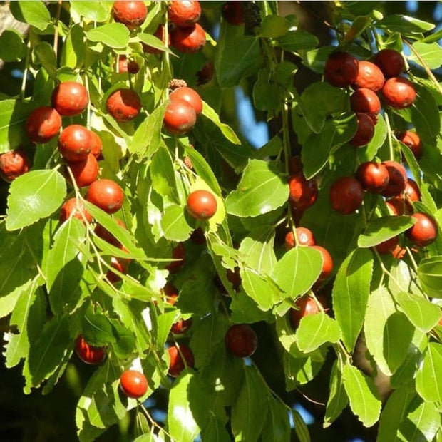 Jujube - 10 Seeds - Ziziphus Jujuba Fruit Tree - South Mountain Nursery