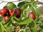 Jujube - 10 Seeds - Ziziphus Jujuba Fruit Tree - South Mountain Nursery