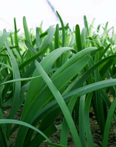 Leeks - Green Chive - Asian Garlic Chive - 500 Seeds - South Mountain Nursery