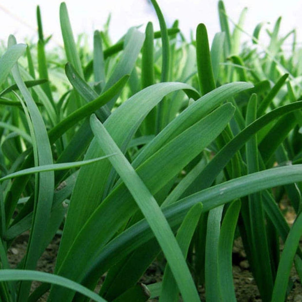 Leeks - Green Chive - Asian Garlic Chive - 500 Seeds - South Mountain Nursery