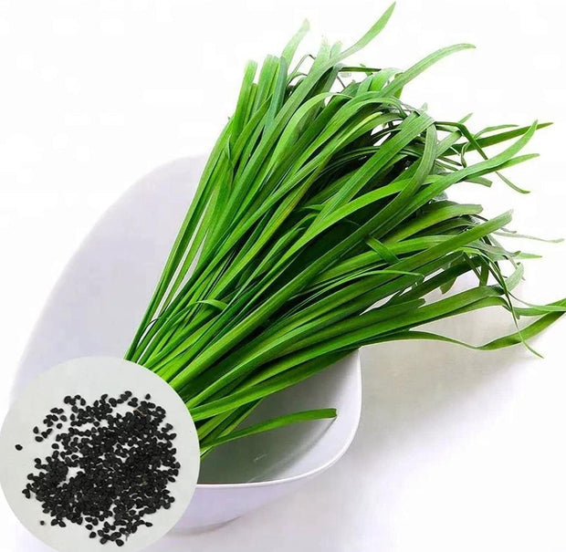 Leeks - Green Chive - Asian Garlic Chive - 500 Seeds - South Mountain Nursery