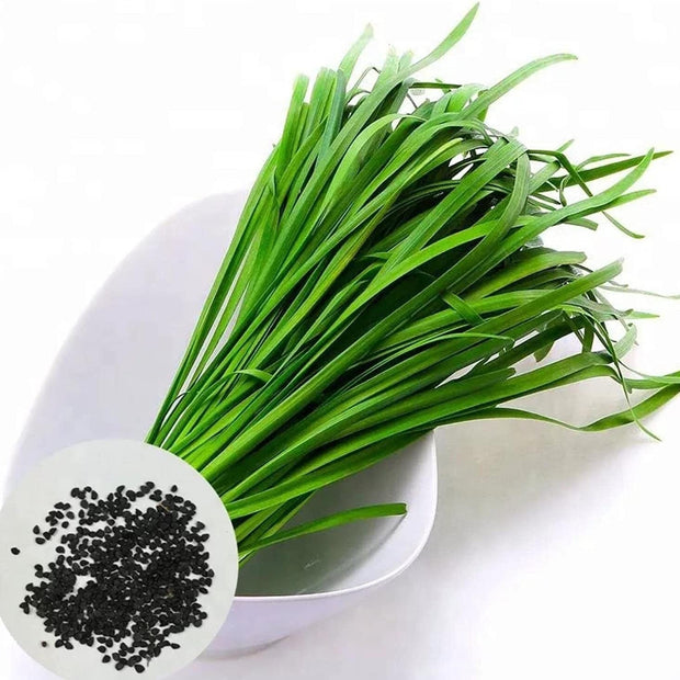 Leeks - Green Chive - Asian Garlic Chive - 500 Seeds - South Mountain Nursery