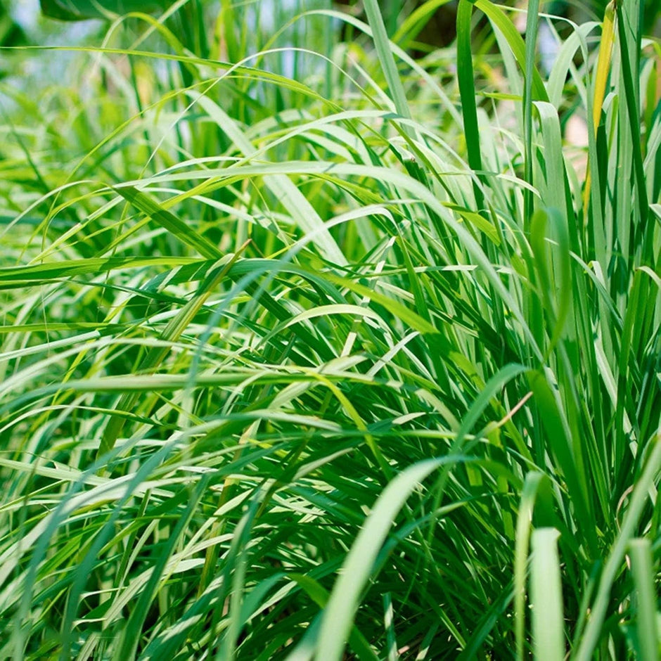 lemongrass as indoor plant Lemongrass 1000 Seeds