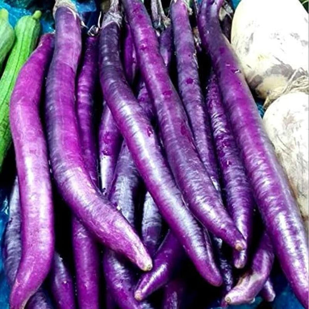 Long Purple Eggplant Seeds - Solanum Melongena - Non - Gmo Aubergine Asian Vegetable - South Mountain Nursery