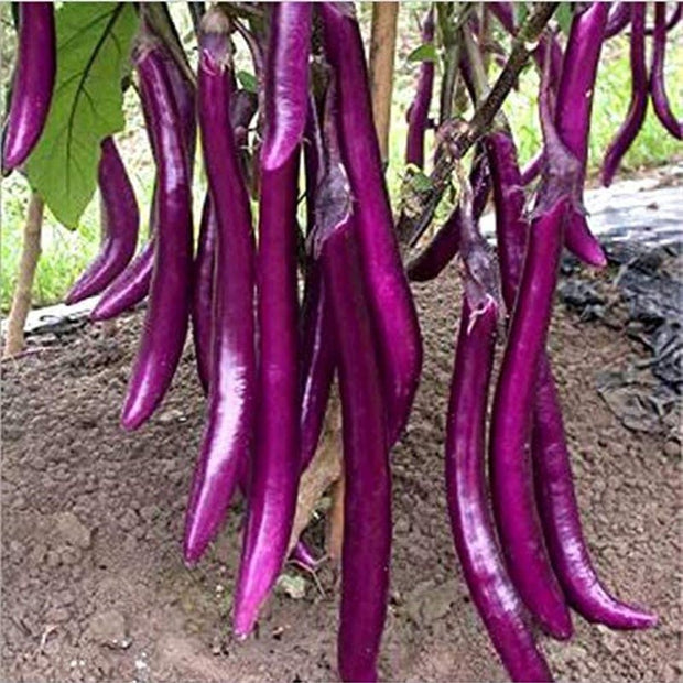 Long Purple Eggplant Seeds - Solanum Melongena - Non - Gmo Aubergine Asian Vegetable - South Mountain Nursery