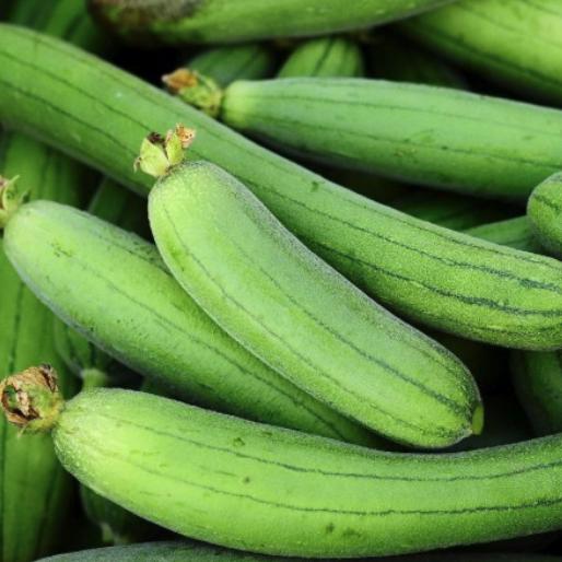 Luffa Sponge Gourd Seeds - Luffa Cylindrica - Easy to Grow Vegetable Garden - South Mountain Nursery