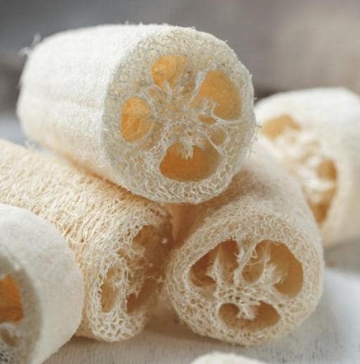 Luffa Sponge Gourd Seeds - Luffa Cylindrica - Easy to Grow Vegetable Garden - South Mountain Nursery