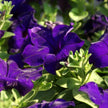 Mandevilla Sanderi - 50 Seeds - Brazilian Jasmine Beautiful and Colorful Fragrance Blooms Easy Care Requirement - South Mountain Nursery