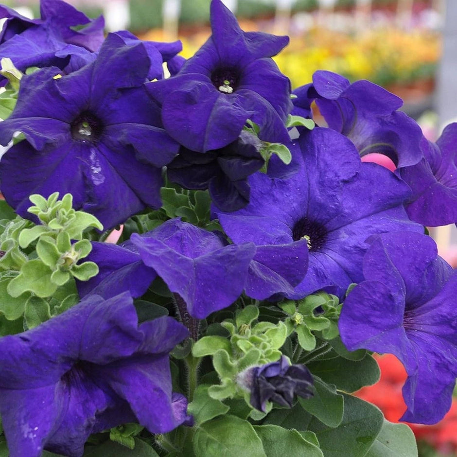Mandevilla Sanderi - 50 Seeds - Brazilian Jasmine Beautiful and Colorful Fragrance Blooms Easy Care Requirement - South Mountain Nursery