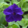 Mandevilla Sanderi - 50 Seeds - Brazilian Jasmine Beautiful and Colorful Fragrance Blooms Easy Care Requirement - South Mountain Nursery