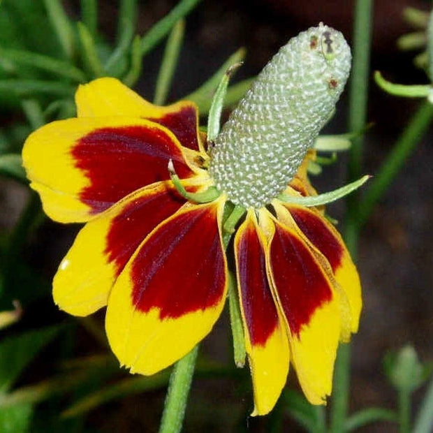 Mexican Hat - 100 Seeds - Drought Tolerant Coneflower Flower - South Mountain Nursery