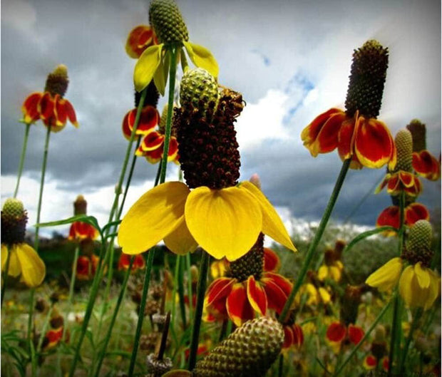 Mexican Hat - 100 Seeds - Drought Tolerant Coneflower Flower - South Mountain Nursery