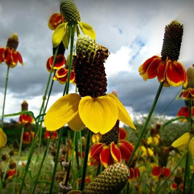 Mexican Hat - 100 Seeds - Drought Tolerant Coneflower Flower - South Mountain Nursery