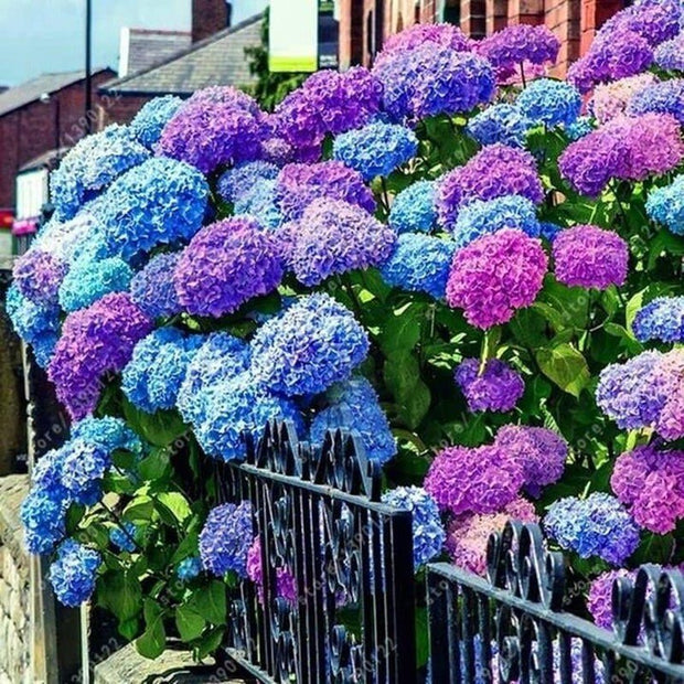Mixed Hydrangea Seeds - Giant Beautiful Shrub and Hardy Perennial Flowers - South Mountain Nursery