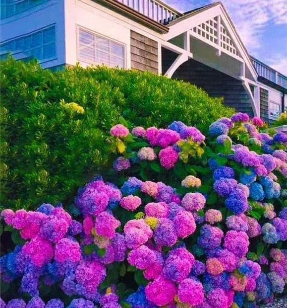 Mixed Hydrangea Seeds - Giant Beautiful Shrub and Hardy Perennial Flowers - South Mountain Nursery