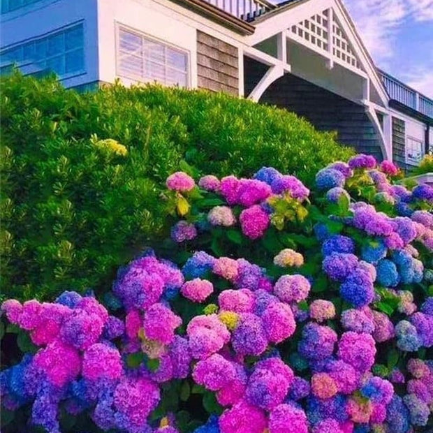 Mixed Hydrangea Seeds - Giant Beautiful Shrub and Hardy Perennial Flowers - South Mountain Nursery