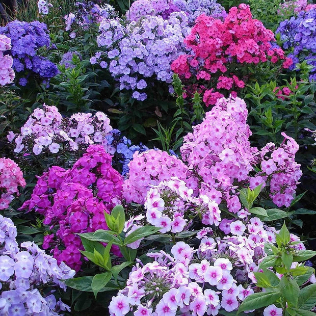 Mixed Phlox Flower Seeds - Dwarf Popstars Phlox Perennial Ground Cover - Creeping Popstars Phlox - South Mountain Nursery
