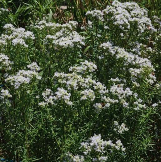 Mountain Mint Seeds - Pycnanthemum virginianum - Easy to Plant and Grow Herb Garden - South Mountain Nursery