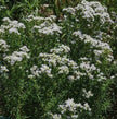 Mountain Mint Seeds - Pycnanthemum virginianum - Easy to Plant and Grow Herb Garden - South Mountain Nursery
