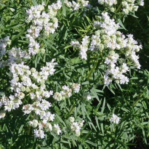 Mountain Mint Seeds - Pycnanthemum virginianum - Easy to Plant and Grow Herb Garden - South Mountain Nursery